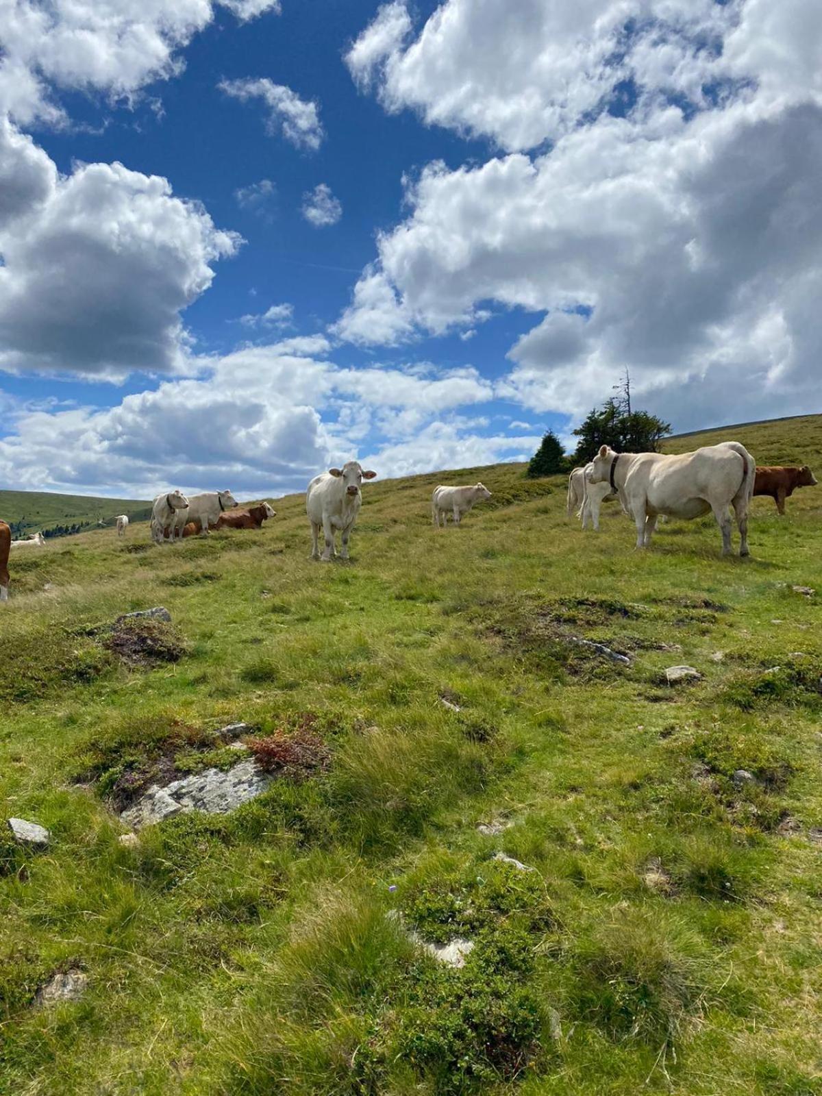Ferienwohnungen Klimbacher Wolfsberg Bilik gambar